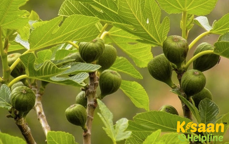 Brunswick (ब्रंसविक)